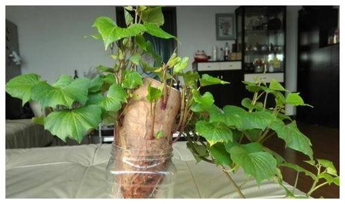 树叶最新爆料,娱乐圈最新爆料大起底