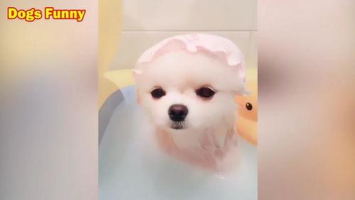 小狗眨眨眼爆料视频大全,揭秘萌宠眨眼瞬间，萌化你的心