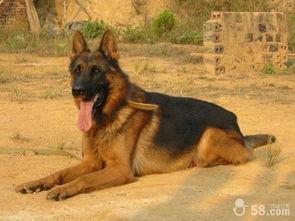 狼狗最新爆料网站大全下载