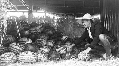 武都网红吃瓜群众事件真相