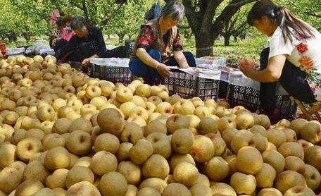 砀山最新吃瓜爆料事件真相,揭秘背后真相，还原事件全貌